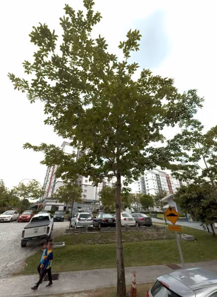 tree photo