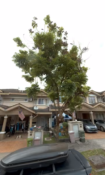 tree photo