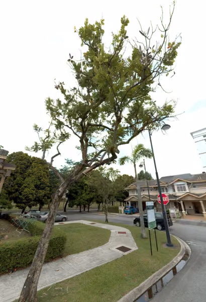 tree photo