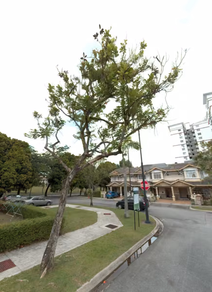 tree photo