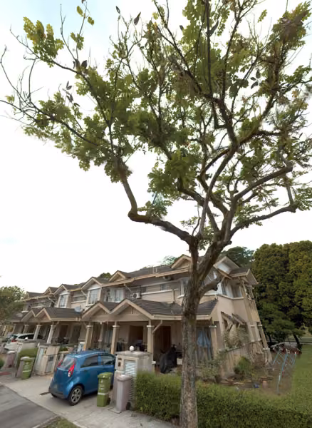 tree photo