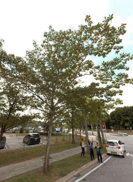 tree photo