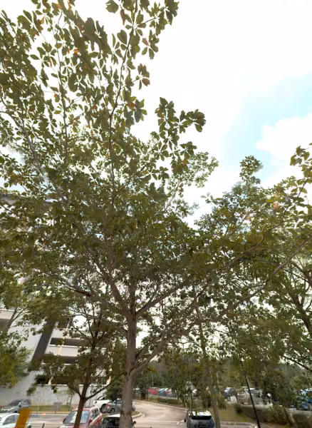 tree photo