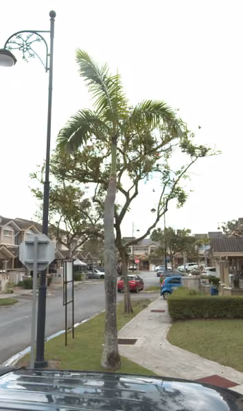 tree photo