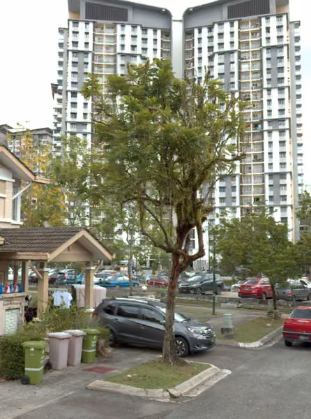 tree photo