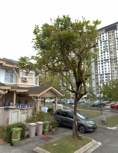 tree photo