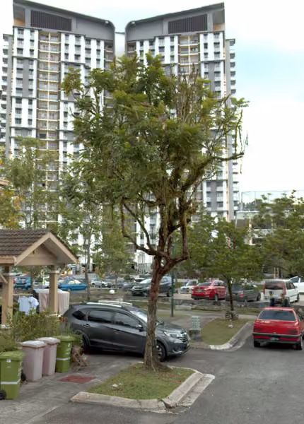 tree photo