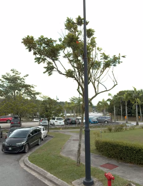 tree photo