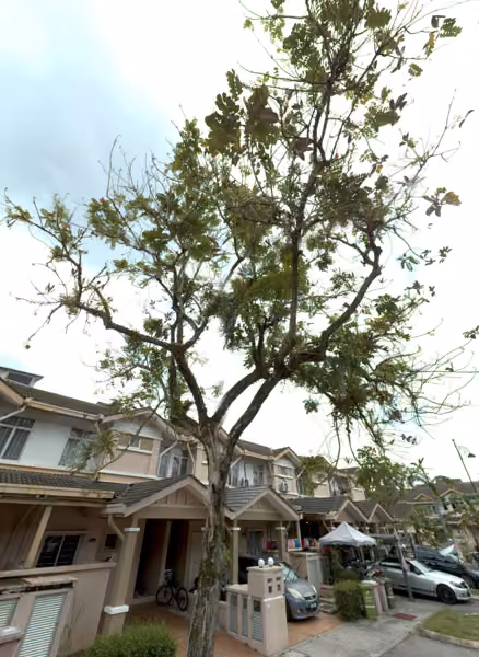tree photo