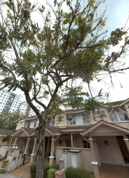 tree photo