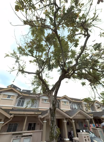 tree photo