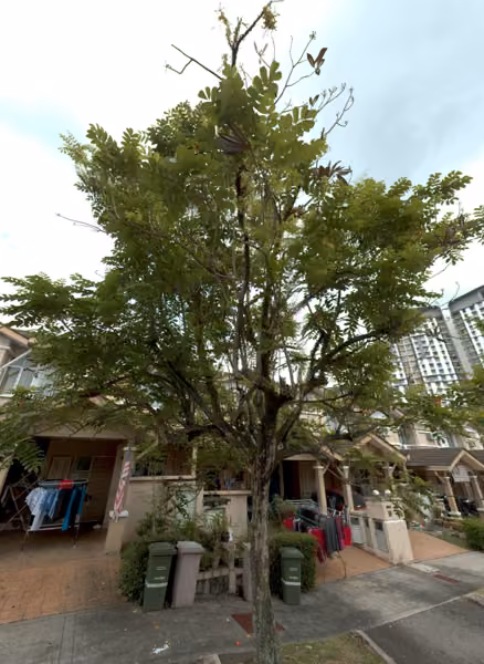 tree photo