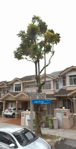 tree photo
