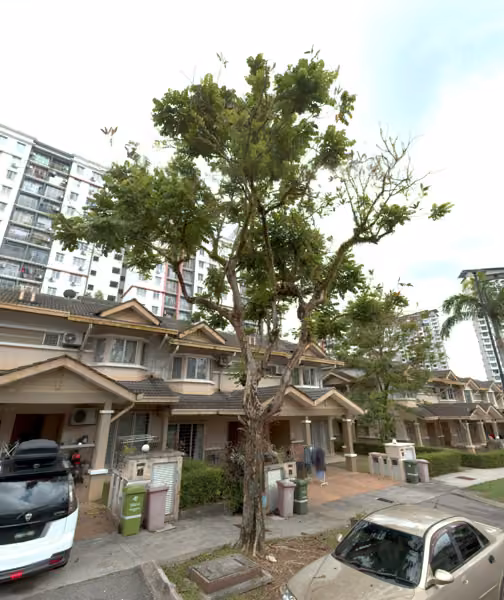 tree photo