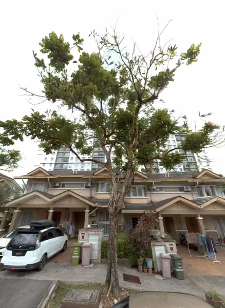 tree photo