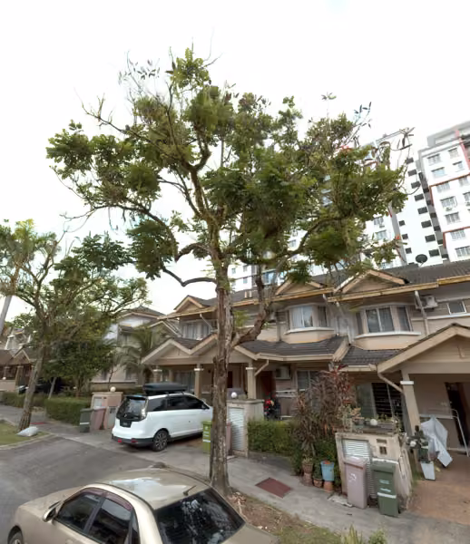 tree photo