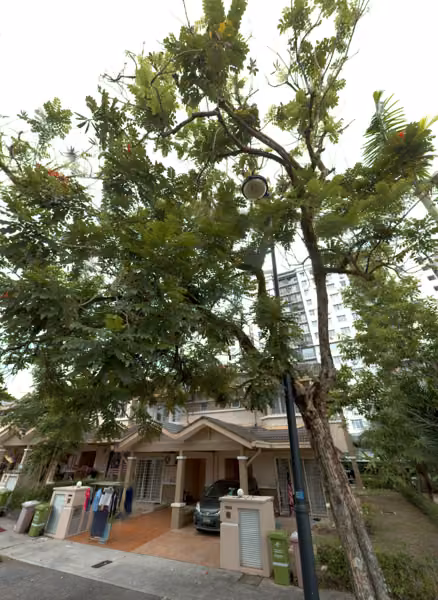 tree photo