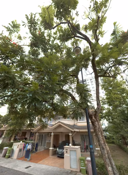 tree photo