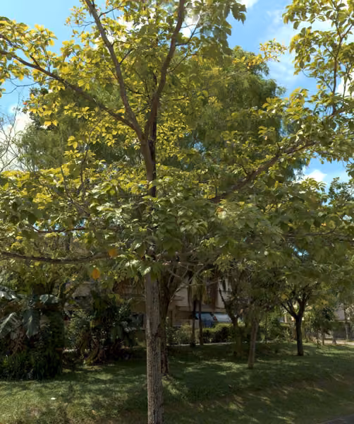 tree photo