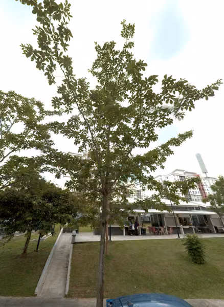 tree photo