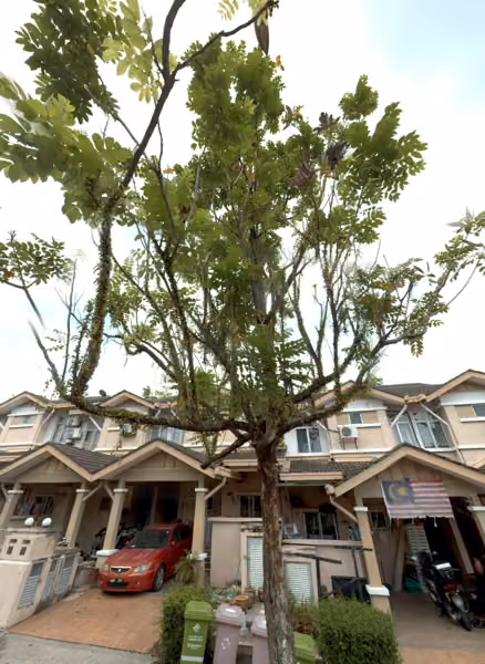 tree photo