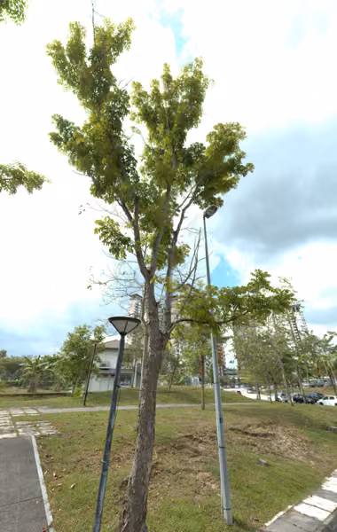 tree photo