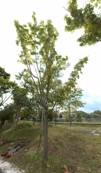tree photo