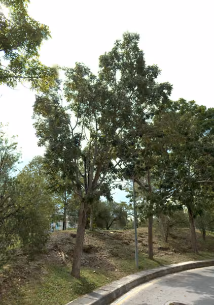 tree photo