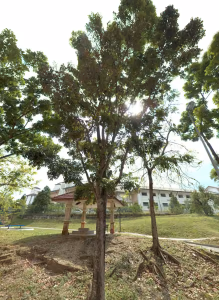 tree photo