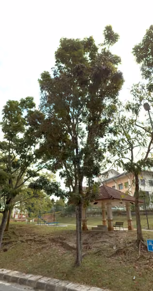 tree photo