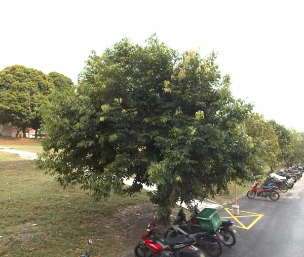 tree photo