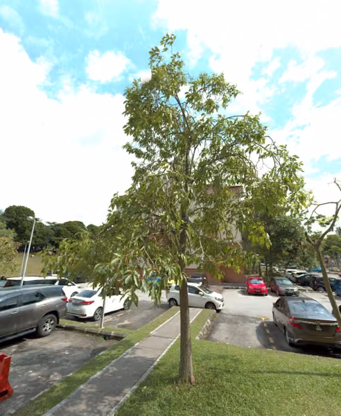 tree photo