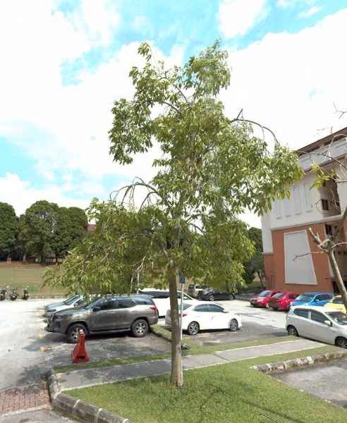 tree photo
