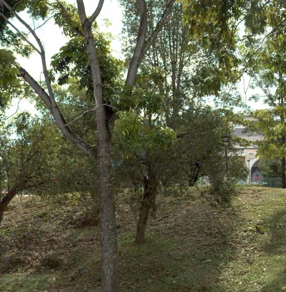 tree photo