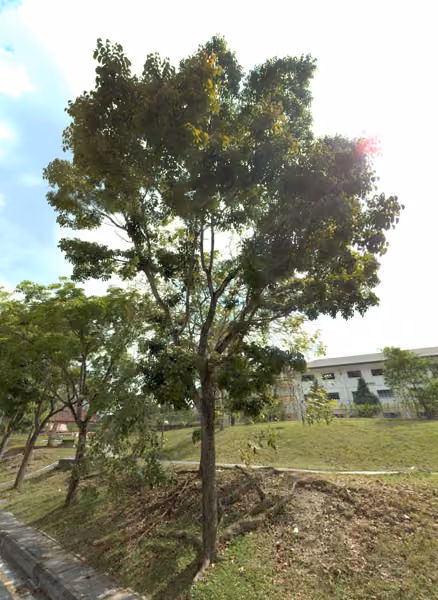 tree photo