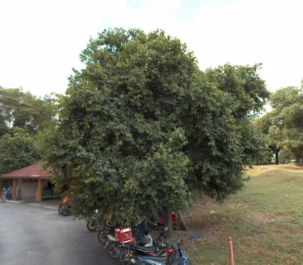 tree photo