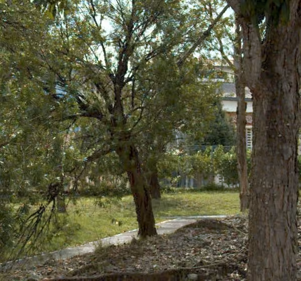 tree photo