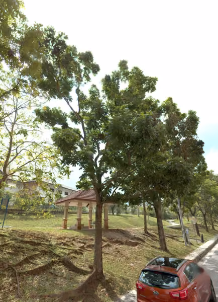 tree photo