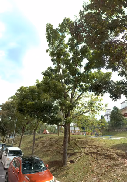 tree photo