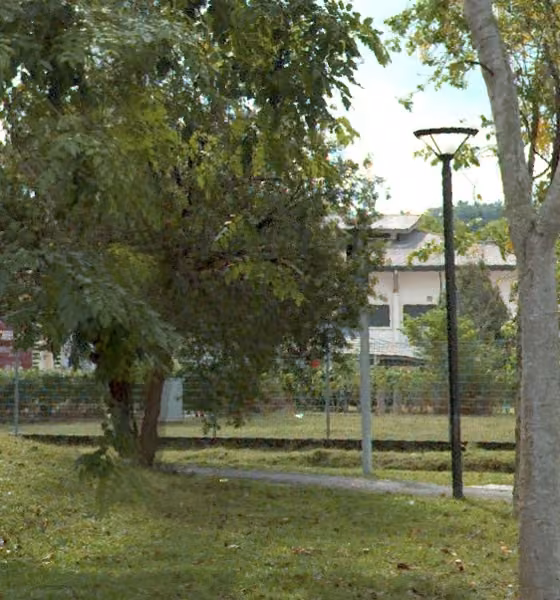 tree photo