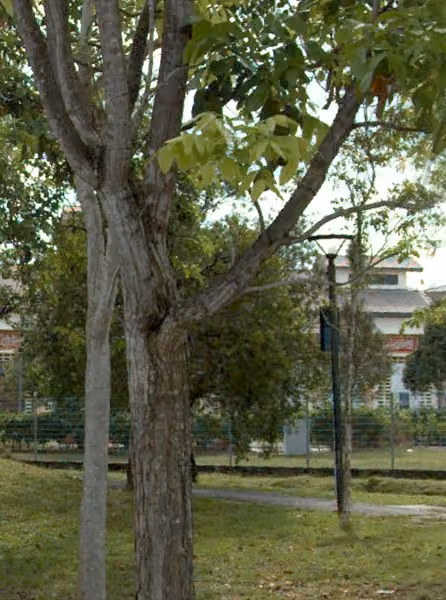 tree photo