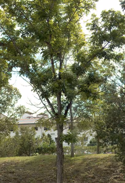 tree photo