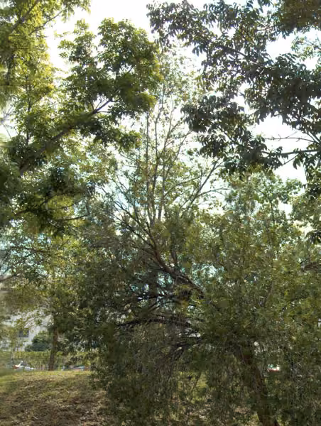 tree photo