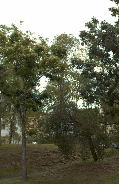 tree photo