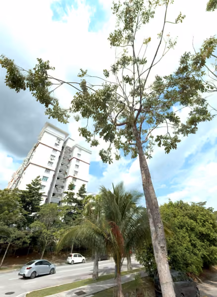 tree photo