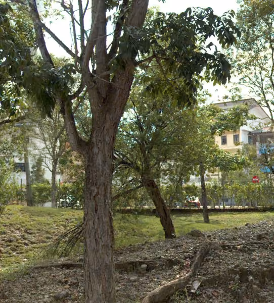 tree photo