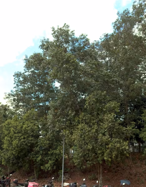 tree photo