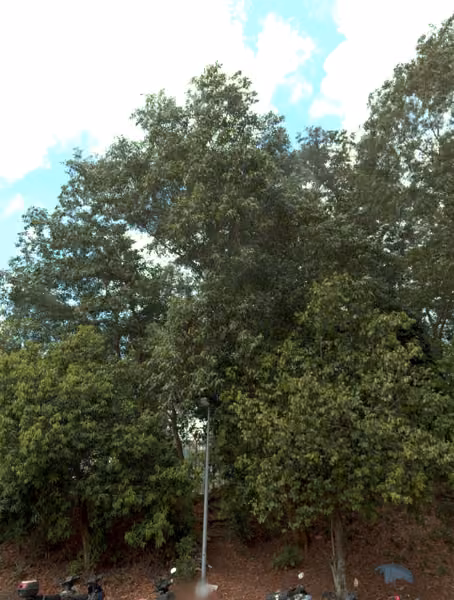 tree photo