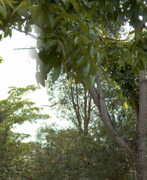 tree photo