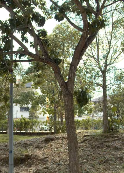 tree photo